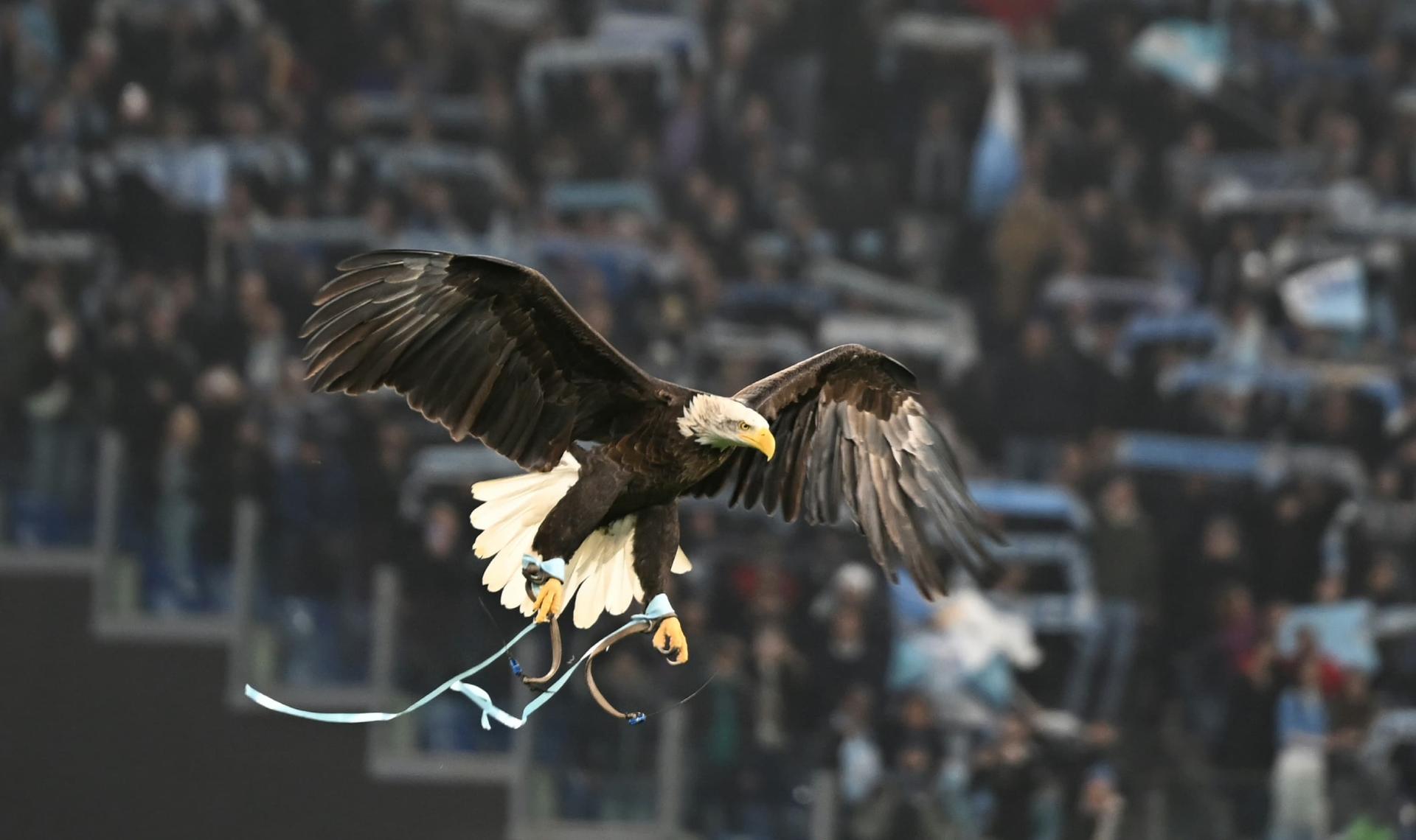 Lazio, nuova aquila nella protesta. E i tifosi scelgono il nome…